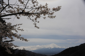 Mount Fuji with snow and lake and branches of sakura, Japanese cherry blossom in bloom