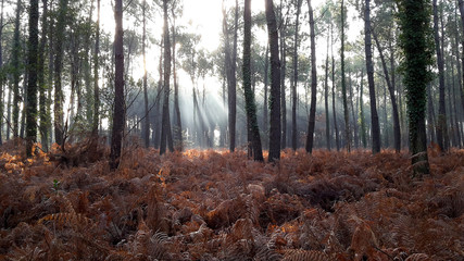 Kiefernwald ins Sanguinet, Frankreich