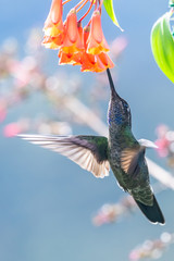 Blue hummingbird Violet Sabrewing flying next to beautiful red flower. Tinny bird fly in jungle. Wildlife in tropic Costa Rica. Two bird sucking nectar from bloom in the forest. Bird behaviour © vaclav