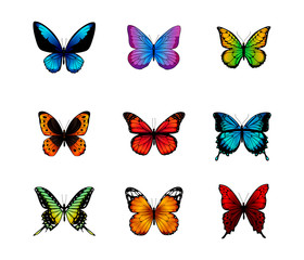 Fototapeta na wymiar Butterflies isolated on white background.