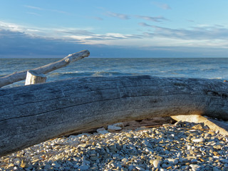 A tree thrown to the shore of the Gulf of Finland, close-up, in the evening, against the background of waves and cloudy sky.