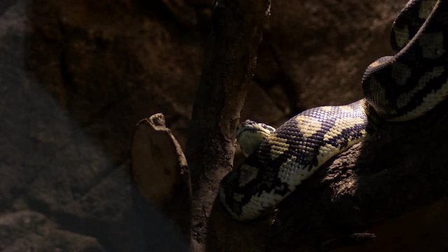 Diamond python snake moving in a terrarium - Morelia spilota