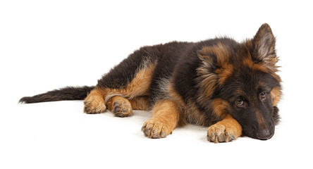 German shepherd puppy isolated on white background