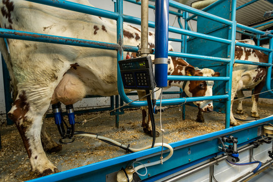 Kühe werden im halb automatisierten Melkstand gemolken, Milch fließt durch Schläuche in Milchtank