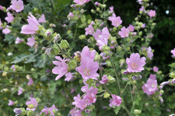 In the wild, mallow blooms