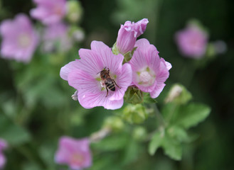 In the wild, mallow blooms