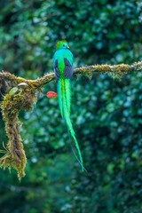 Resplendent Quetzal, Pharomachrus mocinno, from Savegre in Costa Rica with blurred green forest in background. Magnificent sacred green and red bird