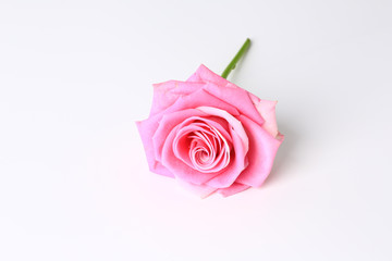 Pink rose. White background. Top view. Close-up.