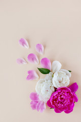Beautiful pink and white peonies and petals lying on a light background. Postcard, greeting, gift. The view from the top