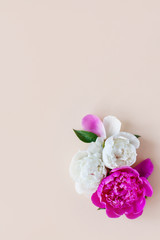 Beautiful pink and white peony flowers on a light background with space for text. Postcard, greeting, gift. The view from the top