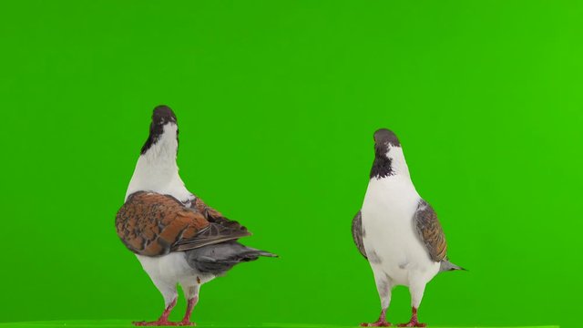 two German pigeon modena isolated on gren screen, flying dove