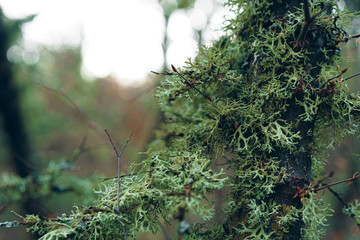 Tree branch with dry green moss close up