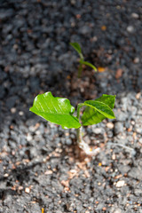 plants