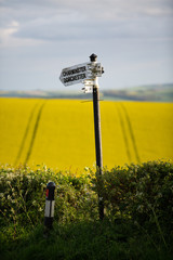 Oil Seed Rape Fields Near Dorchester