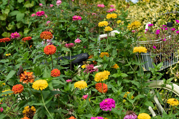 Garden flowers old bike