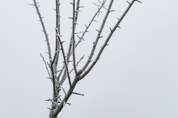 Tree covered with frost after a night of frost