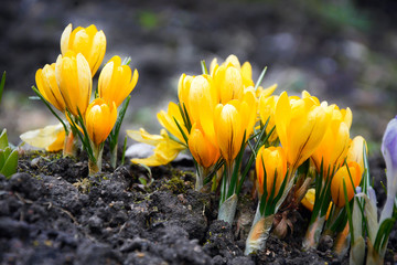 crocus in spring