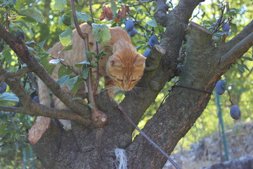 Obraz premium red cat on a tree