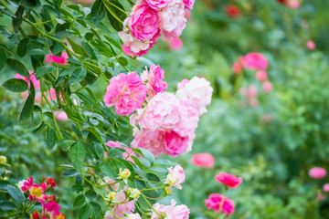 Fototapeta premium Beautiful pink roses flower in the garden