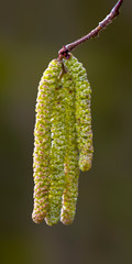 Hazelnut bloom in the allergy season