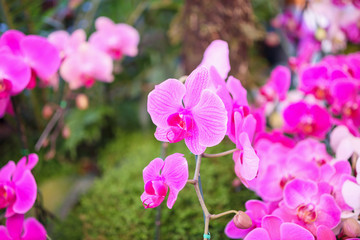 Beautiful Phalaenopsis Orchid flower blooming in garden floral background