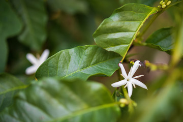 White flower in coffee tree close up