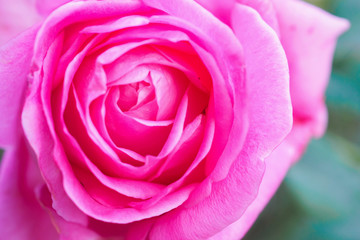 Fototapeta na wymiar Beautiful colorful pink roses flower in the garden