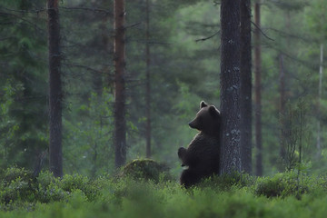 brown bear resting in forest, sitting against a tree at nighttime