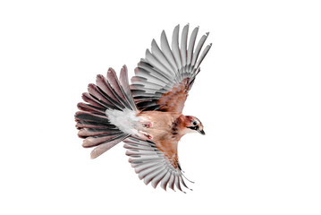 Isolated Euarsian jay in flight with fully open wings and white background