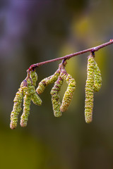 Fototapeta premium Hazelnut bloom in the allergy season