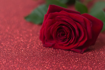 red rose lies on a red shiny background