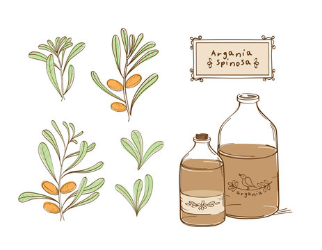 Set of drawings Argan tree, argania spinosa branch and glass bottles of oil. Vector.
