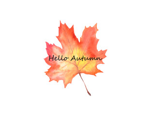 Bright handdrawn watercolor autumn maple leaf isolated on white background