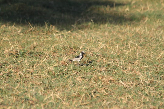 blacksmith lapwing plover water bird