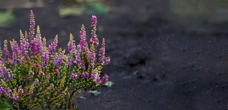 Erica or Heather flowers on the garden surface.Small flowers on tree branches. Norwegian plants in summer. A flowering plant in the Ericaceae family. Monochrome blurred natural background. Banner.Copy