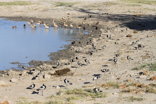 blacksmith lapwing plover water bird