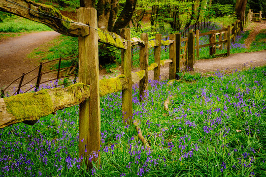 Bluebells in Thorncombe Woods