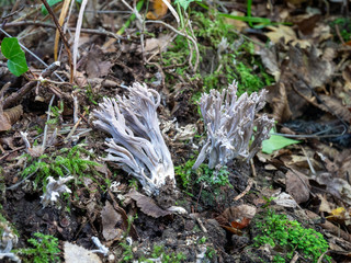 Clavulina cinerea a species of coral fungus in the family Clavulinaceae. Gray Coral in natural environment