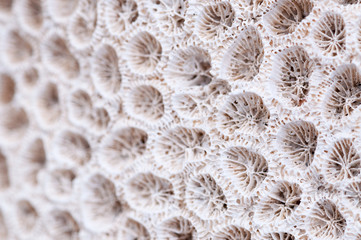White texture of dead coral