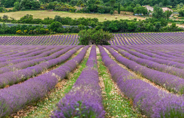 Picturesque lavender field. France. Provence. Plateau Valensole.