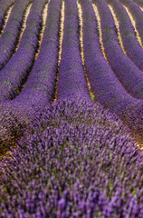 Naklejka na ściany i meble Fragment of a lavender field with picturesque bushes of lavender. France. Provence. Plateau Valensole.