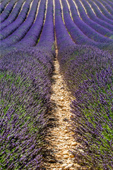 Fragment of a lavender field with picturesque bushes of lavender. France. Provence. Plateau Valensole.