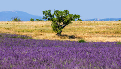 Picturesque tree in the middle of a lavender field and an oat field. France. Provence. Plateau Valensole.