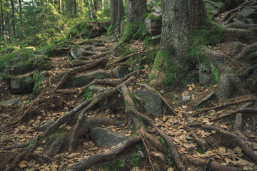 deep forest landscape scenic view long root of big tree and ground brown texture