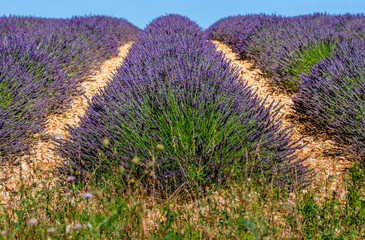 Fototapeta premium Fragment of a lavender field with picturesque bushes of lavender. France. Provence. Plateau Valensole.