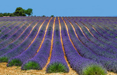 Picturesque lavender field. France. Provence. Plateau Valensole.