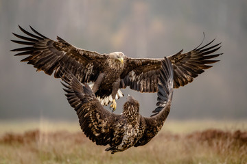 Isolated white tailed eagle with fully open wings