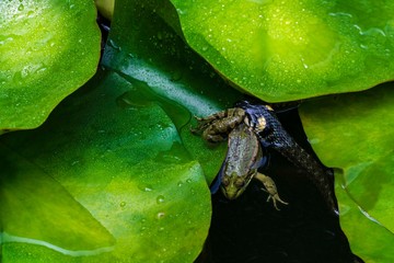 Ordinary non-toxic snake (lat. Natrix natrix) grabbed frog with its teeth on large sheet of water...