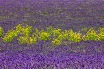 Fragment of a field with wild lavender and yellow flowers. France. Provence. Plateau Valensole.