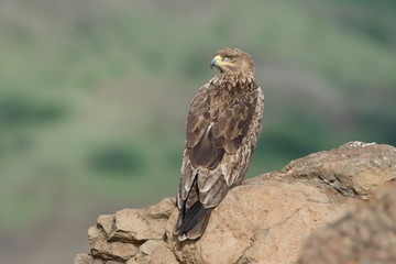 Birds, Eagles, Location, Raptors, Saswad, Tawny Eagle